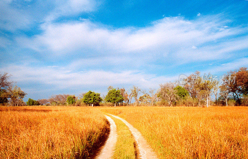 博茨瓦纳全景:穿越火焰草的狩猎赛道