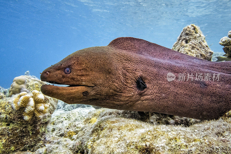 珊瑚礁上的巨型海鳗的特写镜头