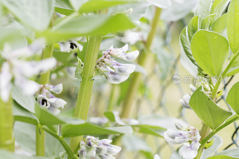 近距离观察蚕豆开花