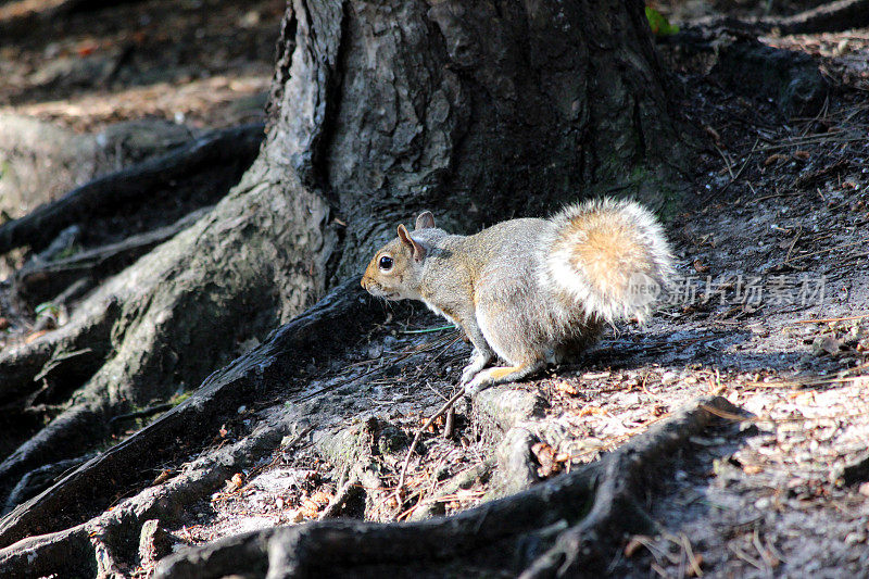 林地中长着浓密尾巴的灰松鼠图片(Sciurus-carolinensis)