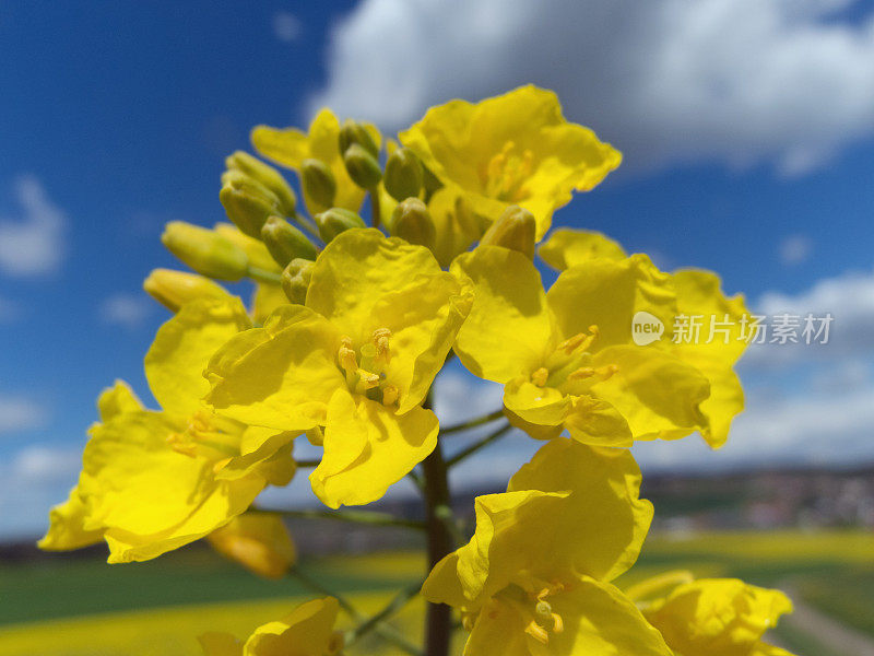 蓝蓝的天空和小云映衬着油菜花