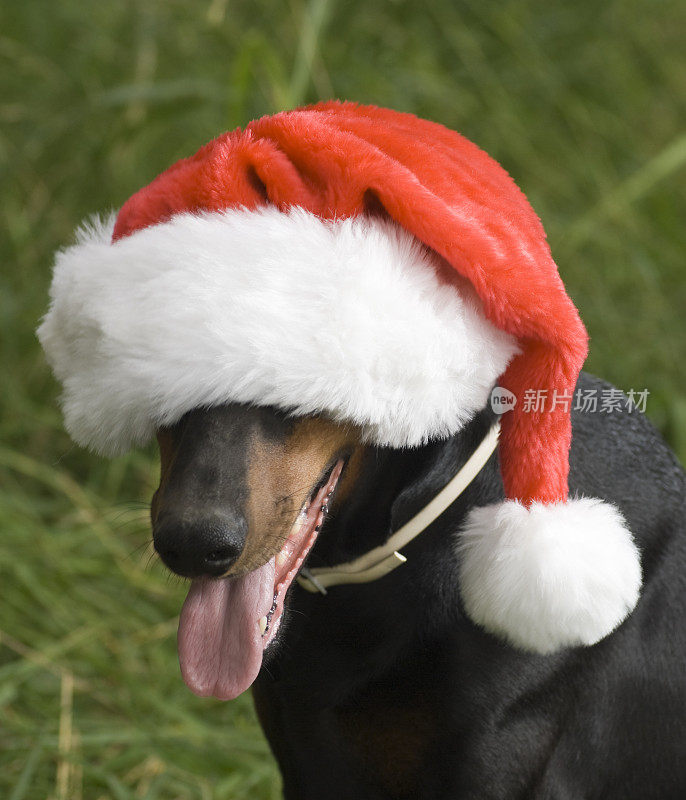 戴着圣诞帽的杜宾狗