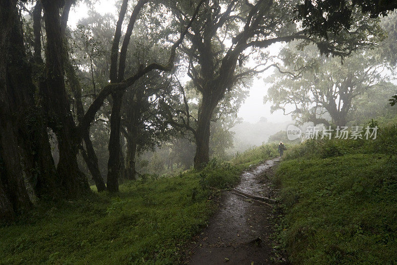 坦桑尼亚的热带雨林