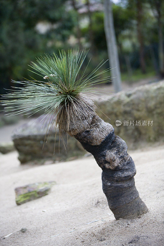 树干上的苔藓特写