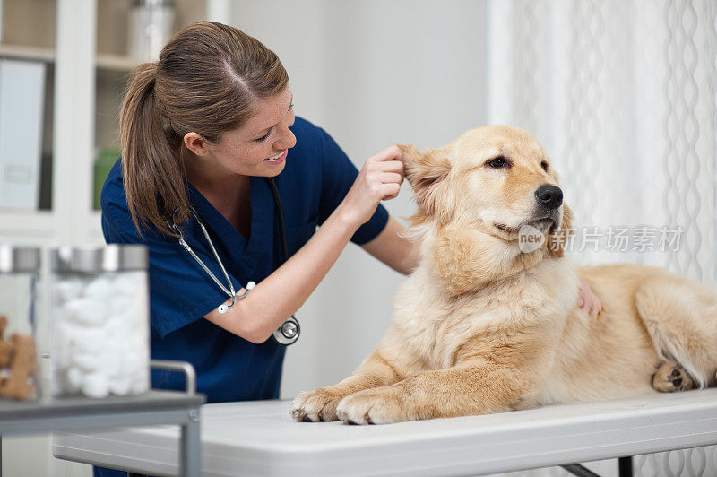 兽医的金毛寻回犬