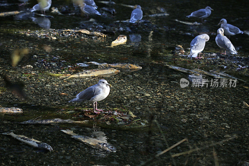 鲑鱼溪的海鸥，金溪，温哥华岛，不列颠哥伦比亚省，加拿大