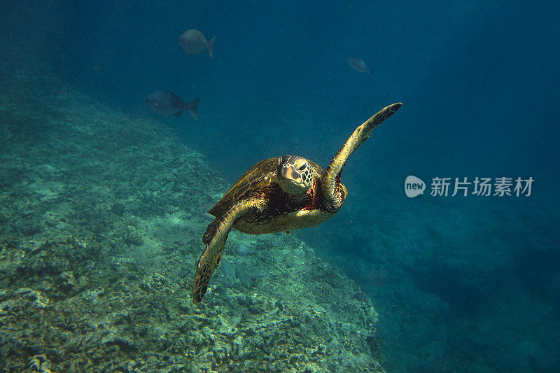 彩快乐海龟