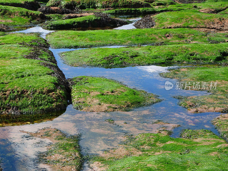 海边的岩石池，光滑的岩石上覆盖着海藻
