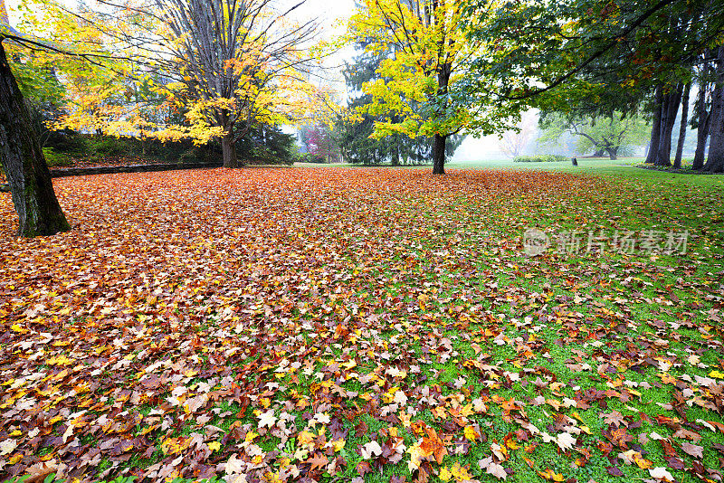 新英格兰的秋天树叶