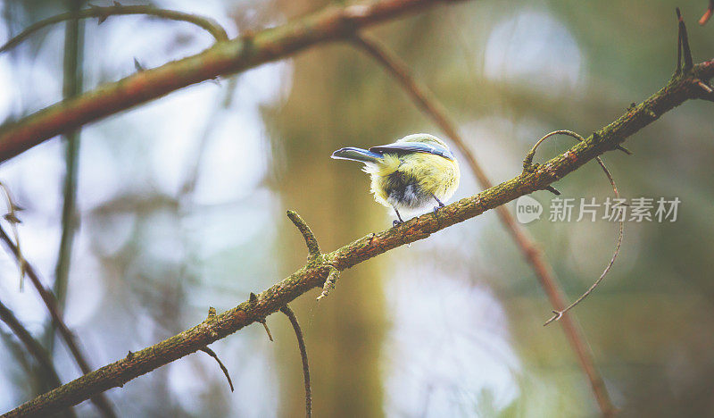 小bluetit