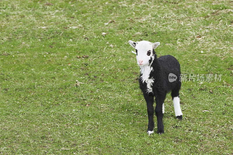 老挪威绵羊品种的三个月大的羔羊