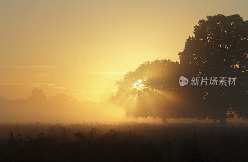 橙色的阳光照射在薄雾笼罩的秋天景色中