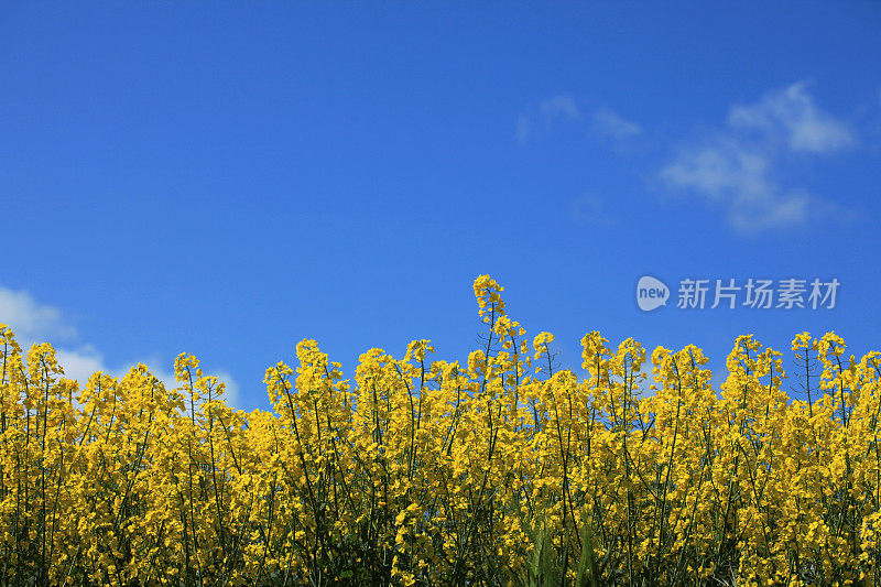 美丽的黄色油菜籽田和春天的蓝天