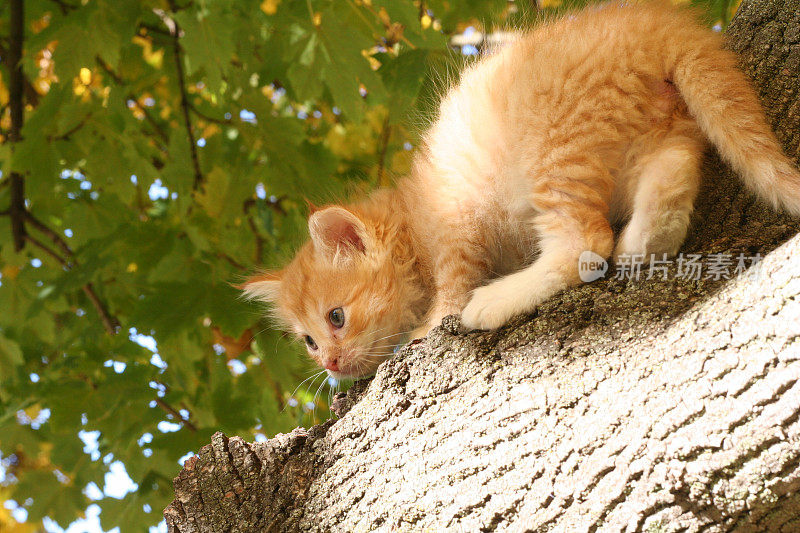 小猫被困在树上的特写
