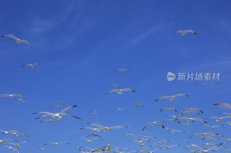 一大群加利福尼亚海鸥在头顶飞过