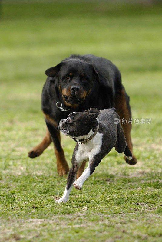 罗威纳犬和波士顿梗犬