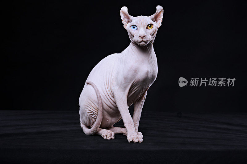 Sphynx猫