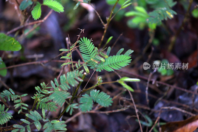 印度尼西亚:坎巴斯的害羞公主植物