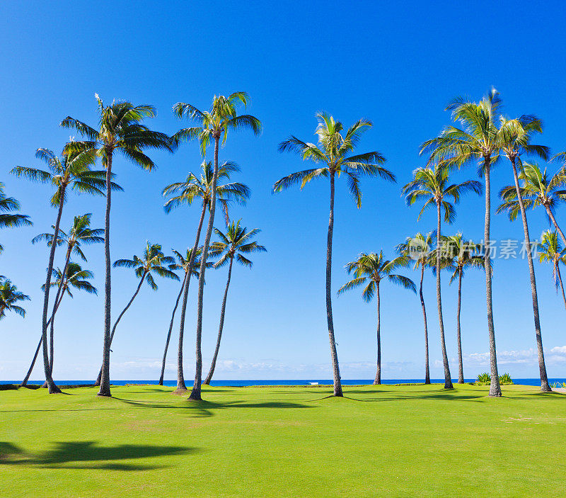 热带海滩度假村与椰子树户外背景