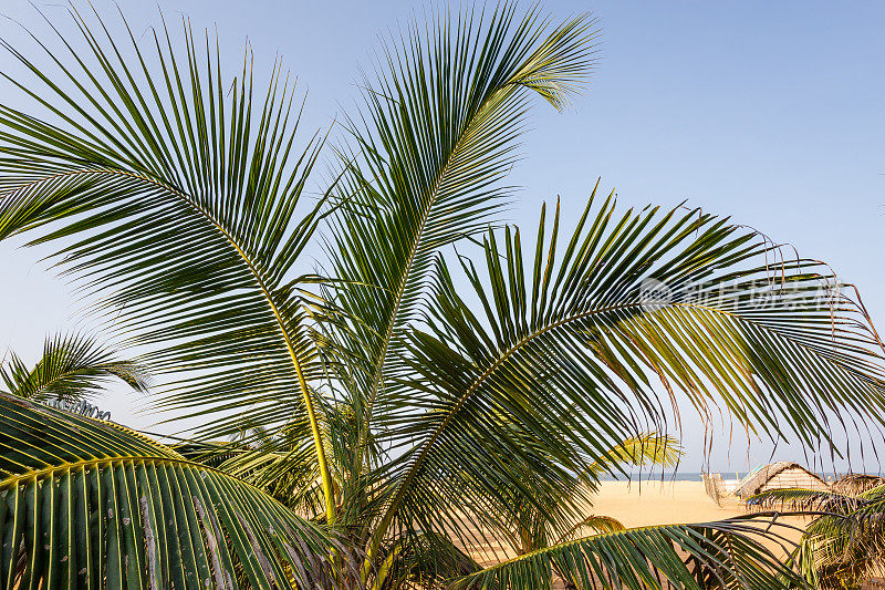 美丽的棕榈热带海滩。
