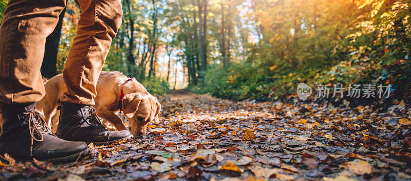 一名男子带着狗在秋天的森林里徒步旅行