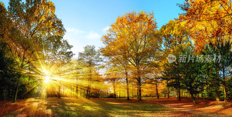 阳光明媚的秋天景色在一个田园诗般的公园
