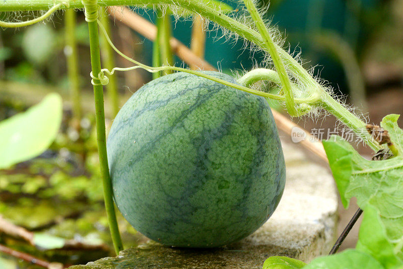 有机农业，西瓜水果是在农场中生长。