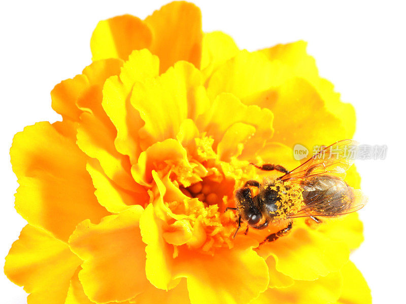 蜜蜂和黄金盏花
