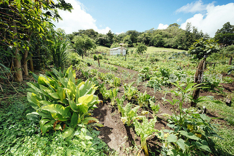 哥斯达黎加蒙特韦尔德的绿叶蔬菜园种植植物