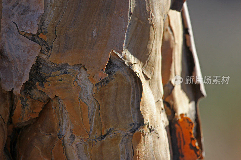 纳米比亚:纳米布沙漠中的箭袋树-树皮