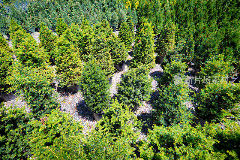 园林苗圃中心展示的各种幼树
