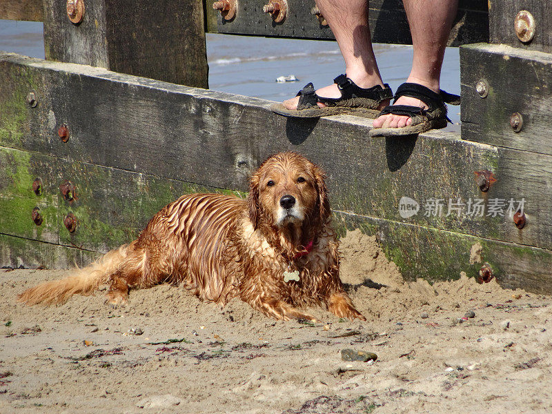 湿的，长毛的橙色金毛猎犬拉布拉多在海滩上的形象