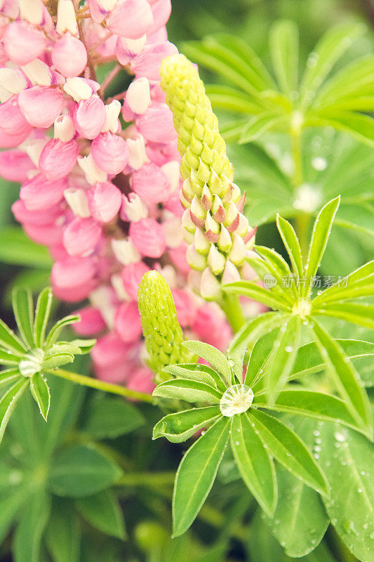 粉红色的羽扇豆花在花园里盛开