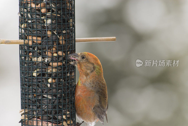 喂食器上的年轻雄Crossbill