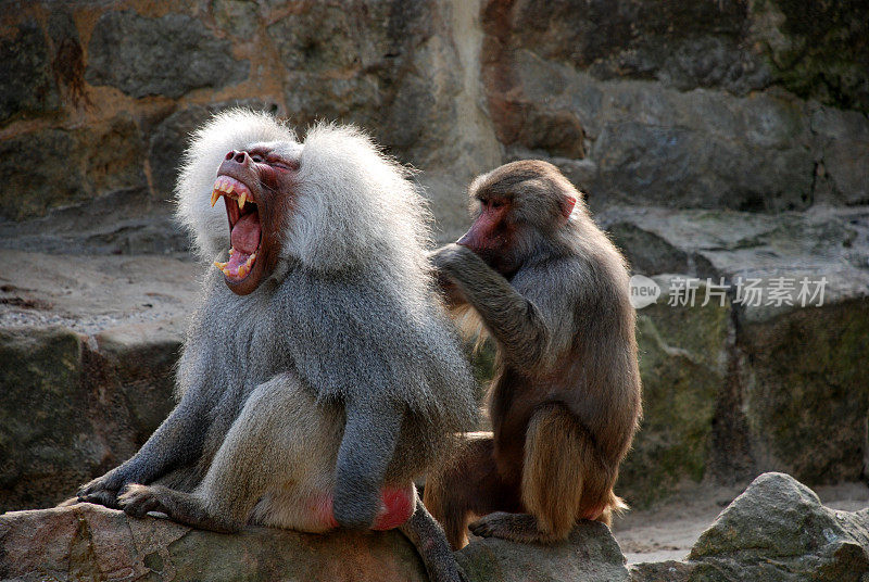 橄榄狒狒