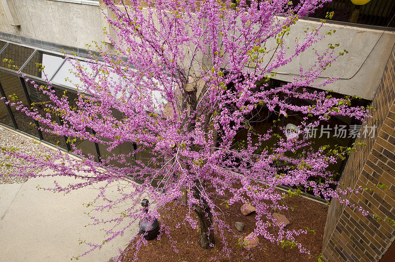 院子里开花的树