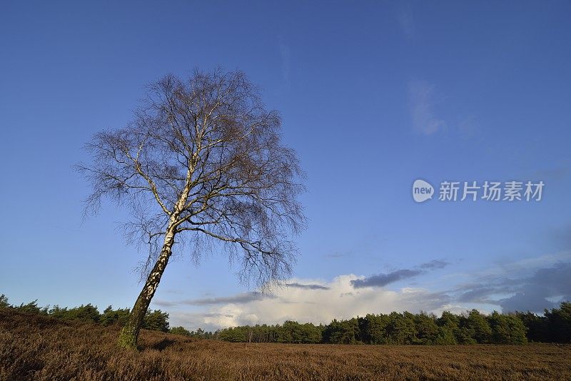 荒野中的山毛榉树