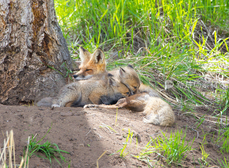 红狐狸家庭-黄石国家公园