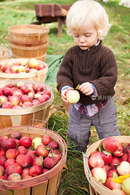 小男孩在农场捡苹果