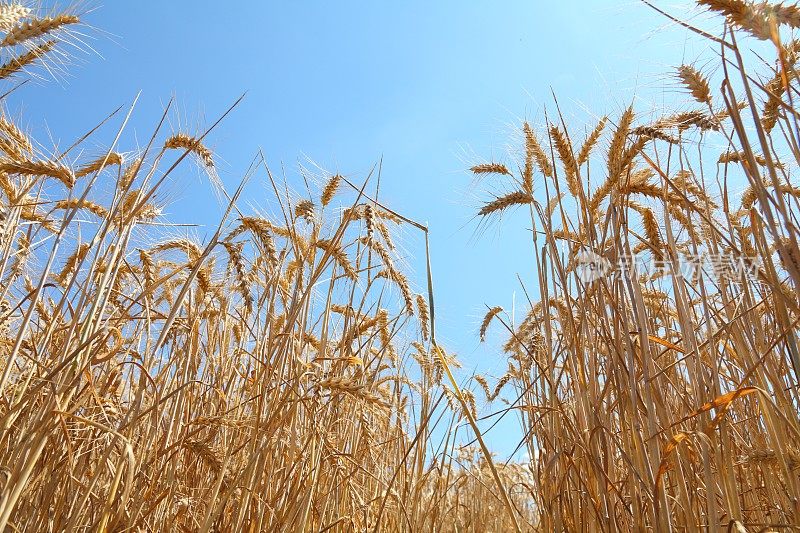 成熟的小麦、玉米、谷类植物和蓝天