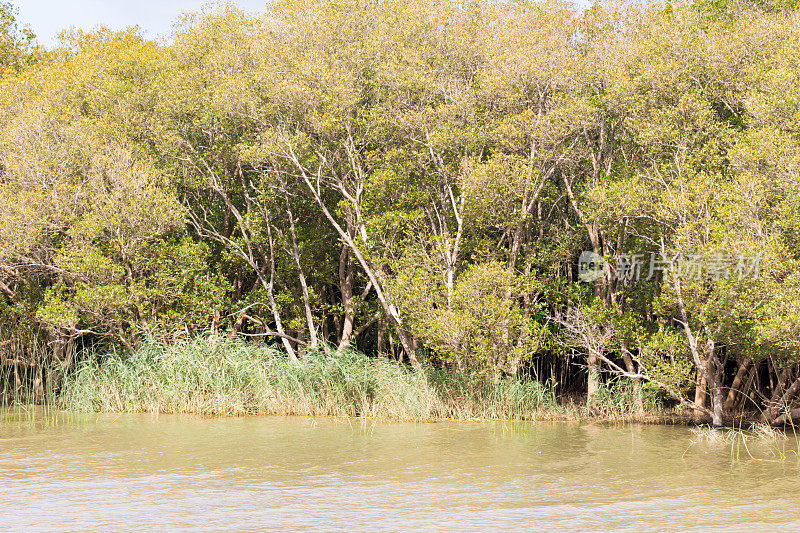 南非夸祖鲁-纳塔尔省的iSimangaliso湿地公园