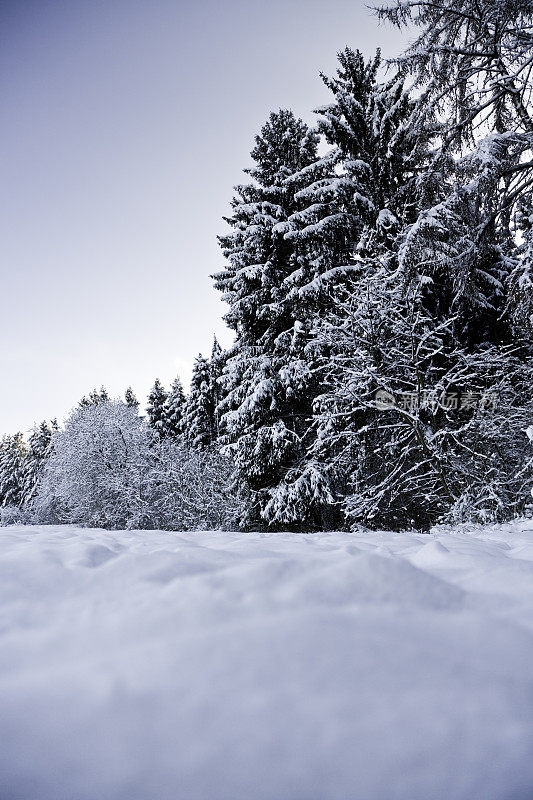 雪的冬季景观