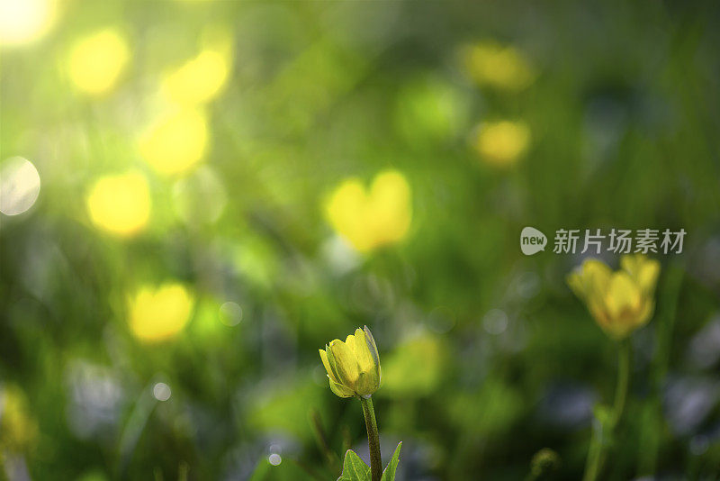 田野里的早晨