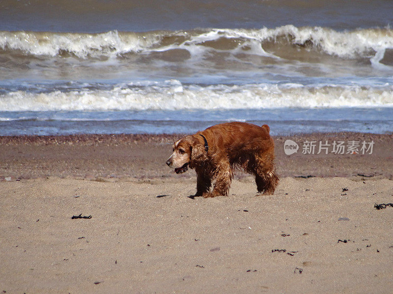 金色的可卡犬在海滩上湿毛的形象