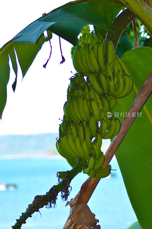 香蕉植物在海边
