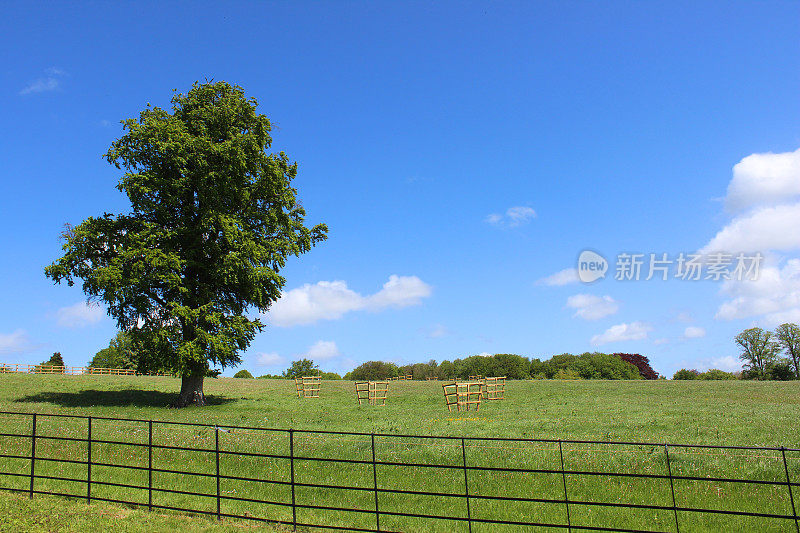 欧洲常见的山毛榉(山毛榉山毛榉属)，生长在绿色的田野中