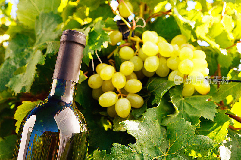 葡萄酒瓶与葡萄园里的白葡萄串在一起