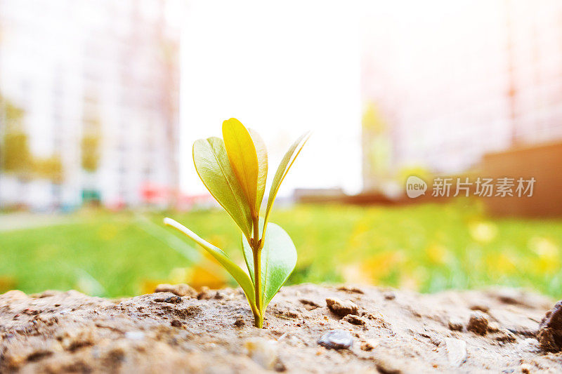 从地里长出来的新鲜植物