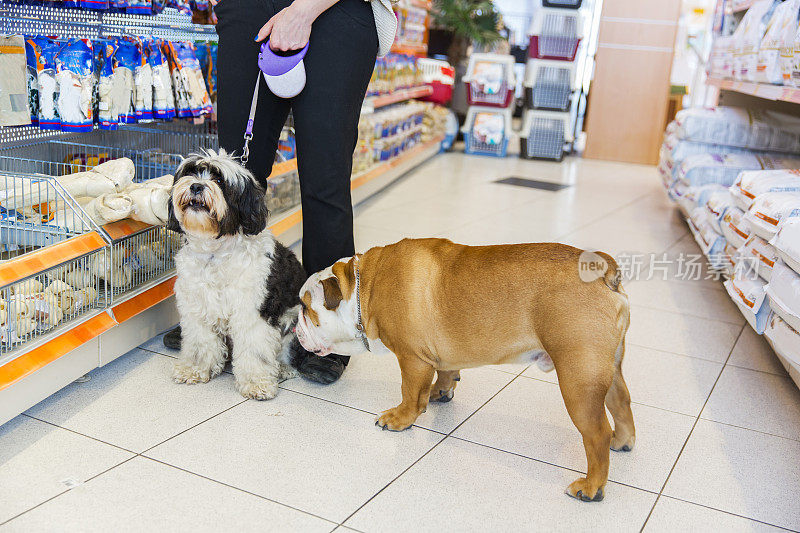 可爱的西藏梗和英国斗牛犬在宠物店