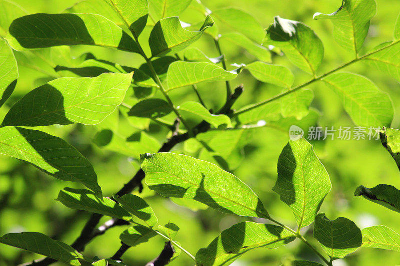 阳光下的绿色白蜡树叶子，白蜡树